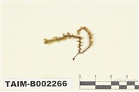 藏品(鞭蘚屬)的圖片